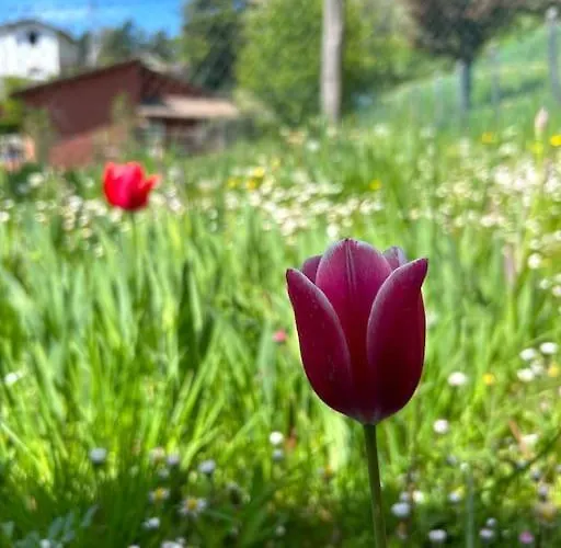 Villa Villino Cecchini