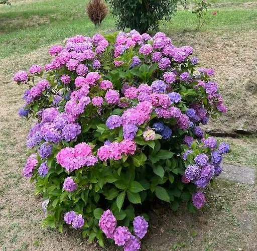 Villino Cecchini Prunetta